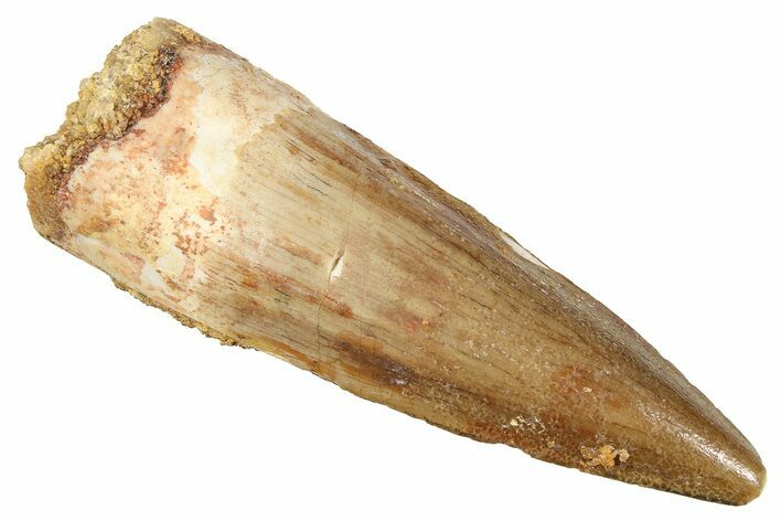 Fossil Spinosaurus Tooth - Real Fossil Tooth #372925